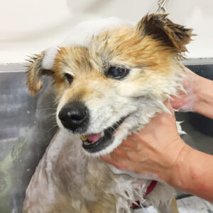 シャンプーミックス