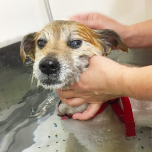 お風呂ミックス