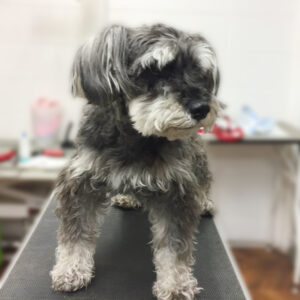 よろしくMシュナ