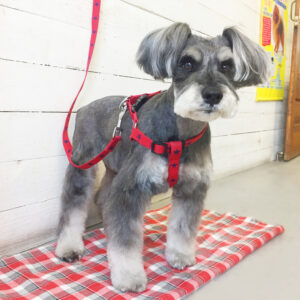 仕上がりMシュナ