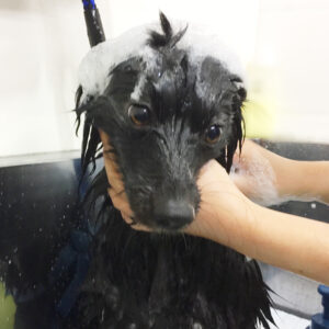 シャンプーポメ