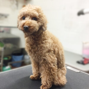 よろしくトイプー