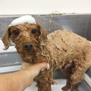 シャンプートイプー