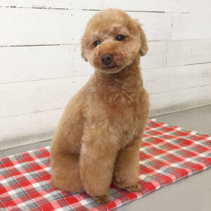 仕上がりトイプー