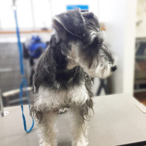 よろしくMシュナ