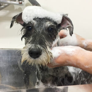 シャンプーMシュナ