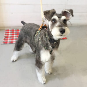 仕上がりMシュナ