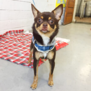 仕上がりチワワ