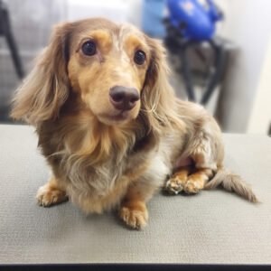 よろしくダックス