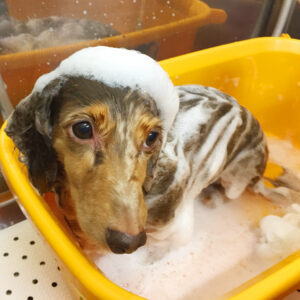 シャンプーダックス