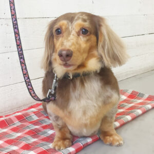 仕上がりダックス