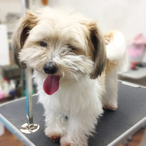 よろしくミックス