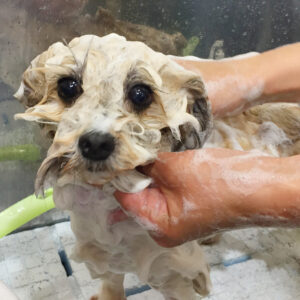 シャンプーミックス