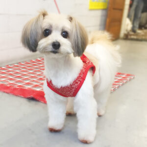 仕上がりミックス