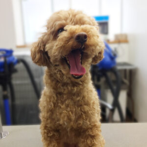 よろしくトイプー