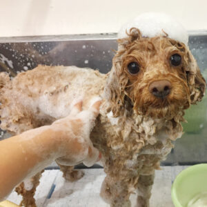 シャンプートイプー