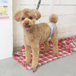 仕上がりトイプー