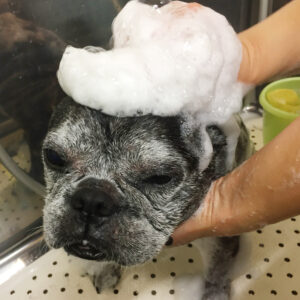 シャンプーフレブル