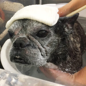 お風呂フレブル