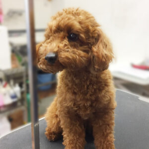 よろしくトイプー