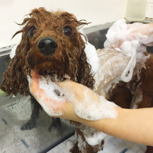 シャンプートイプー