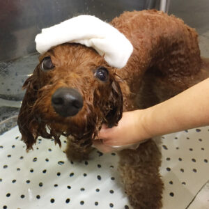 お風呂トイプー