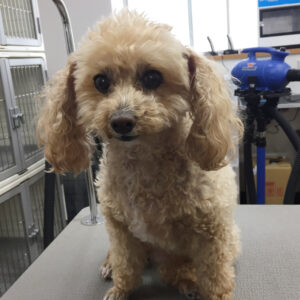 モコちゃんカット前