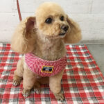 モコちゃんアイキャッチ