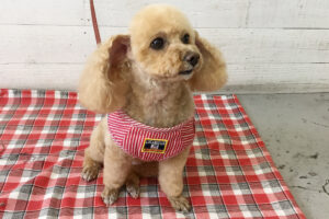 モコちゃんアイキャッチ