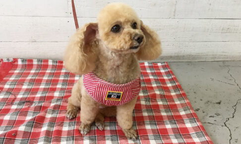 モコちゃんアイキャッチ