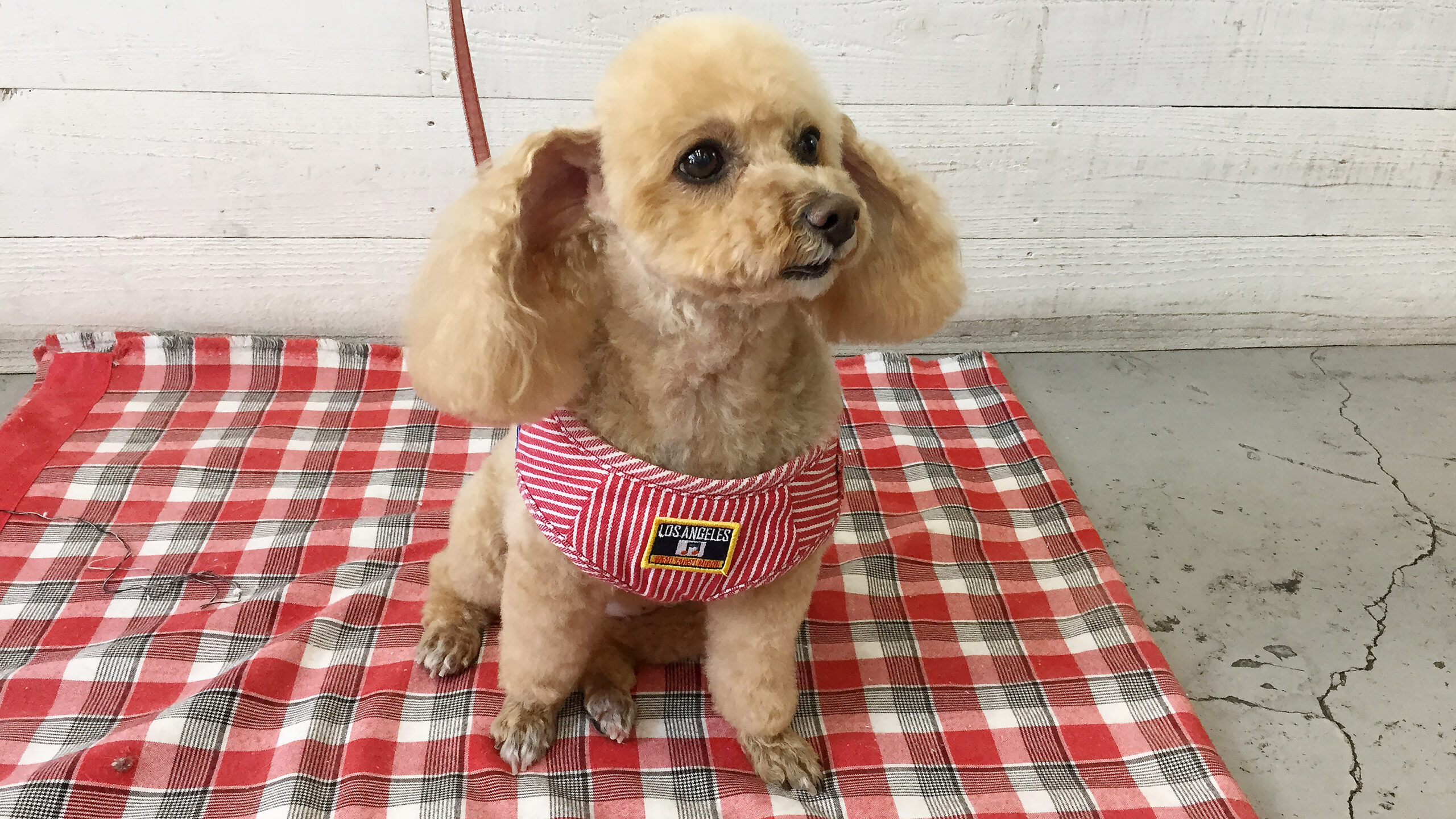 モコちゃんアイキャッチ