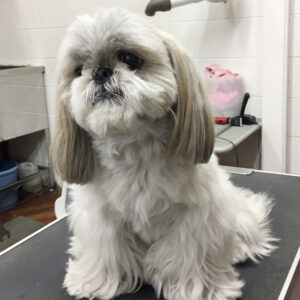 たんおいおいちゃんカット前