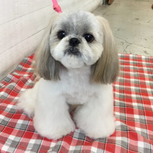 たんぽぽちゃん施術後