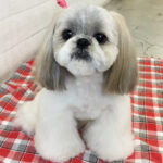 たんぽぽちゃんアイキャッチ