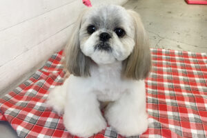 たんぽぽちゃんアイキャッチ