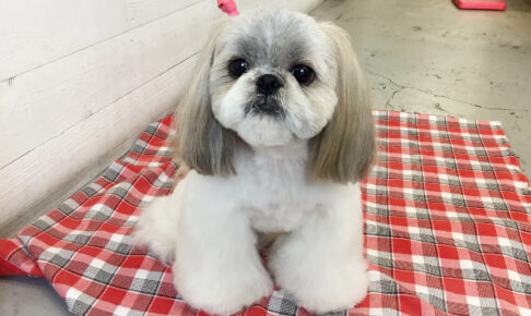 たんぽぽちゃんアイキャッチ