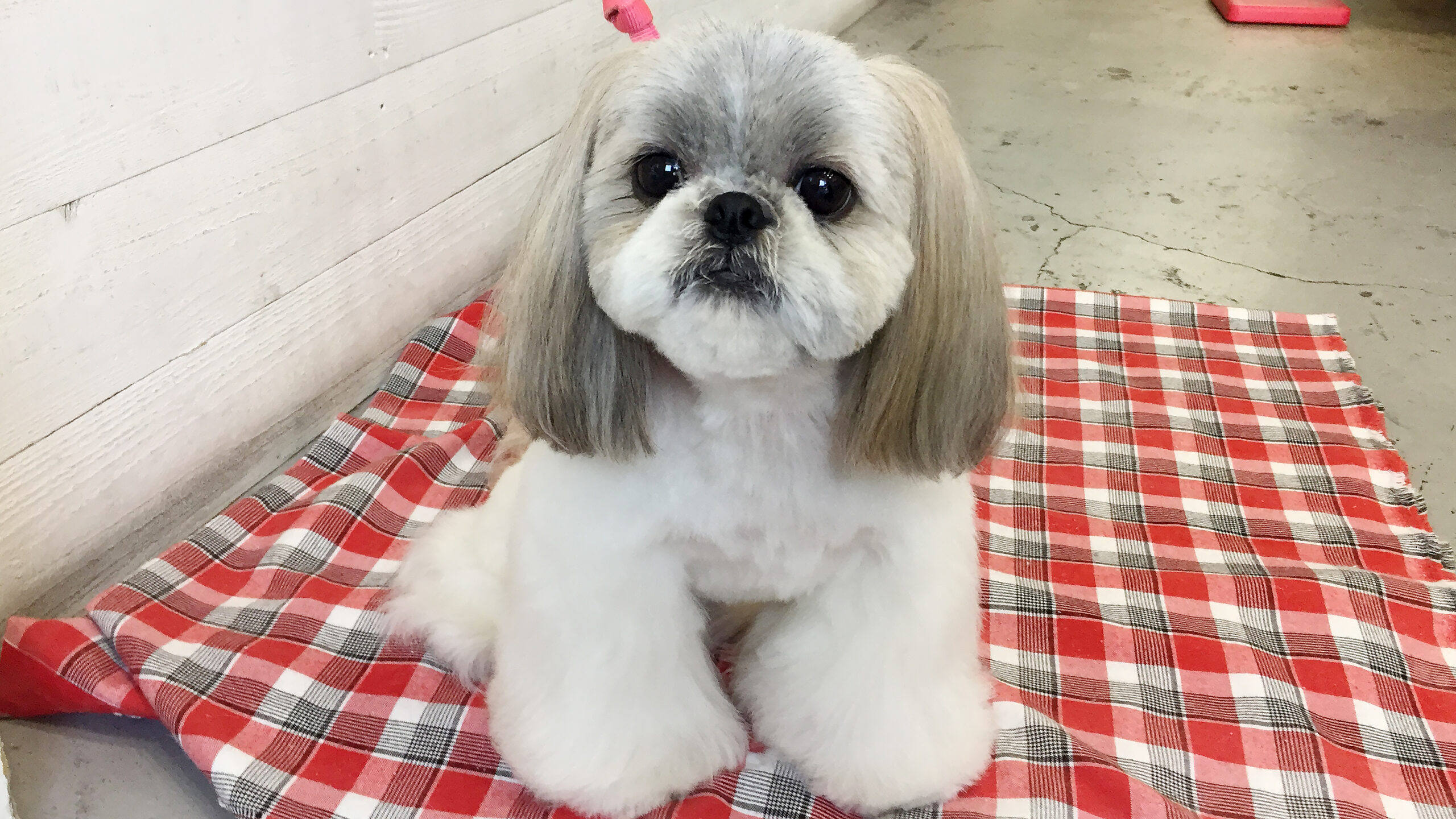 たんぽぽちゃんアイキャッチ