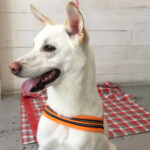 ちるちゃんアイキャッチ