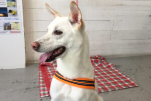 ちるちゃんアイキャッチ