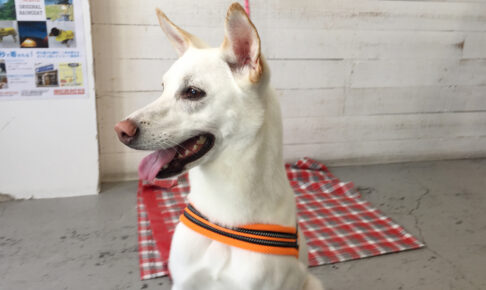 ちるちゃんアイキャッチ