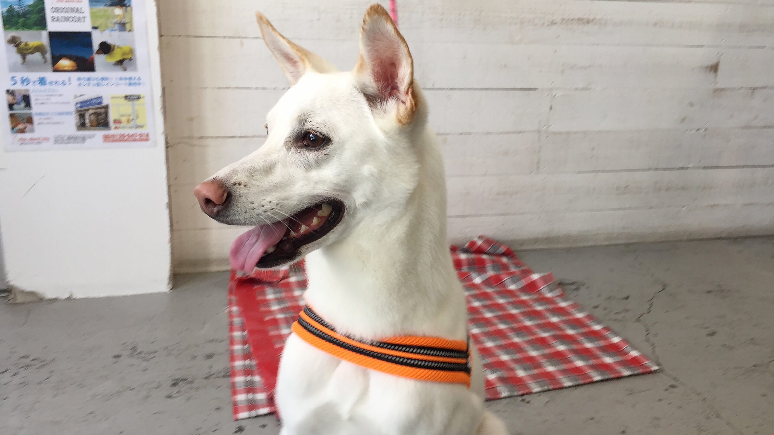 ちるちゃんアイキャッチ