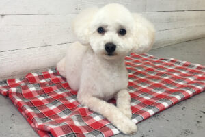 みうちゃんアイキャッチ