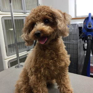 ココちゃんカット前