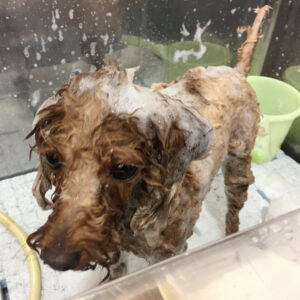 ココちゃんシャンプー中