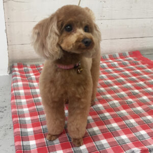 ココちゃん施術後