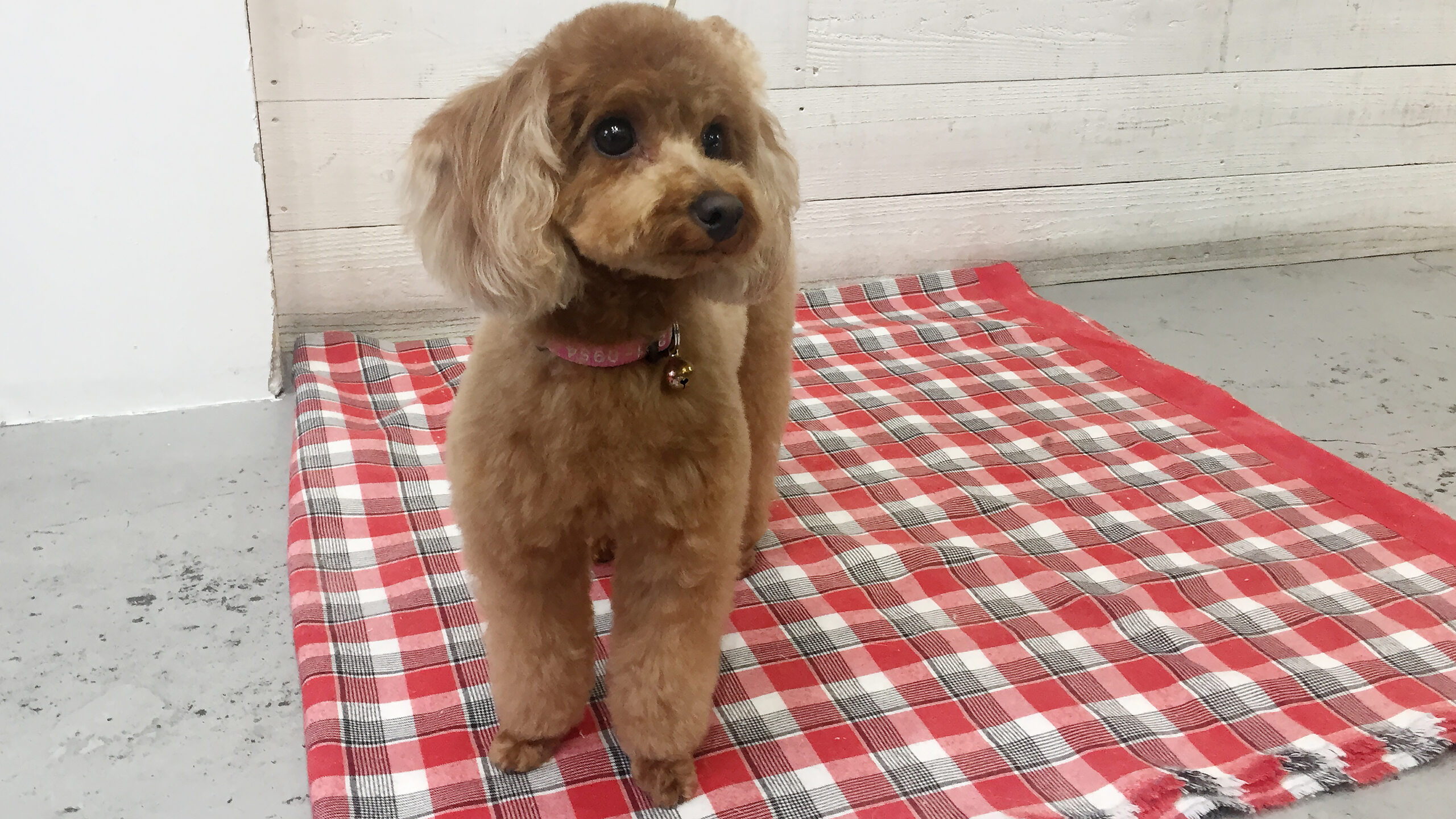 ココちゃんアイキャッチ