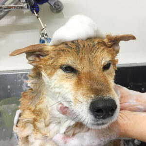 シャンプーしば