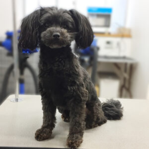 よろしくミックス