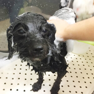 シャンプーミックス