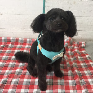 仕上がりミックス